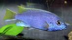 Malawi Cichliden: Pseudotropheus aceii Luwala, Vis, Zoetwatervis