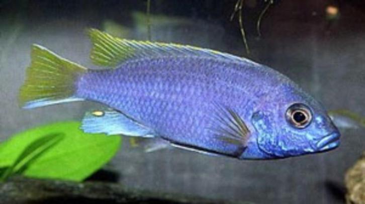 Malawi Cichliden: Pseudotropheus aceii Luwala, Dieren en Toebehoren, Vissen | Aquariumvissen, Zoetwatervis, Vis