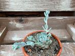 Echeveria Prolifica Succulenten Vetplanten Kamerplanten, Ophalen of Verzenden, Vetplant