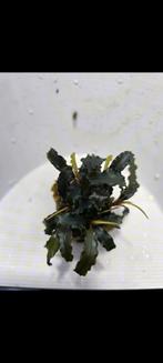 Bucephalandra "biblis red", Ophalen of Verzenden, Zo goed als nieuw, Plant(en), Steen of Hout