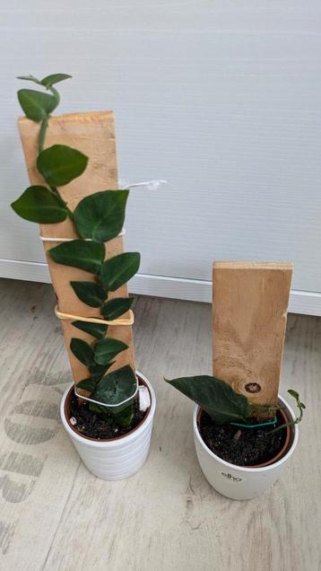 Rhaphidophora beschikbaar voor biedingen