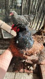 Brahma groothoen hennen, Dieren en Toebehoren, Pluimvee, Vrouwelijk, Kip