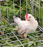 Serama haantjes, Dieren en Toebehoren, Pluimvee, Mannelijk, Kip