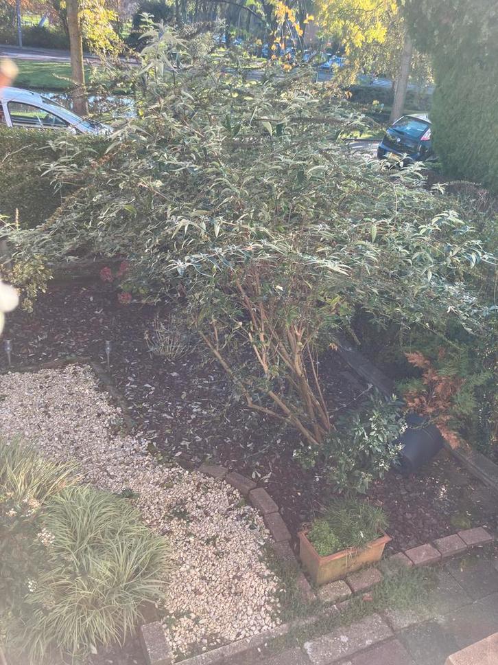 Gratis! Grote paarse Vlinderstruik - Buddleja davidii, Tuin en Terras, Planten | Bomen, Overige soorten, 100 tot 250 cm, Volle zon