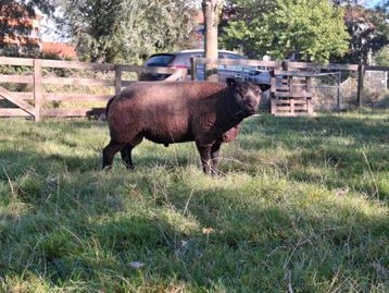 Overjarige Blauwe Texelaarram beschikbaar voor biedingen