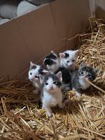 Te koop: 5 lieve zwart-witte kittens ️️️️️, Dieren en Toebehoren, Katten en Kittens | Overige Katten, Meerdere dieren, Kortharig
