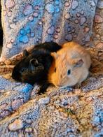 Lieve cavia kereltjes, Dieren en Toebehoren, Cavia, Mannelijk, December, Tam