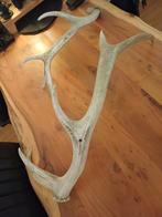 2x gewei, Verzamelen, Dierenverzamelingen, Ophalen, Gebruikt, Hert, Gewei of Kop