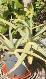 Dubbele Aloe Vera Plant In Goede Pot., Ophalen, Minder dan 100 cm