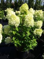 Pluimhortensia ofwel schapenkop hortensia eigen kwekerij, Ophalen, Zomer, Overige soorten, Halfschaduw