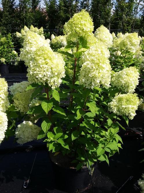 Pluimhortensia ofwel schapenkop hortensia eigen kwekerij, Tuin en Terras, Planten | Tuinplanten, Overige soorten, Halfschaduw