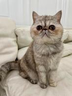 Prachtige en lieve MIA, niet gesteriliseerd Exotic Shorthair, Dieren en Toebehoren, Katten en Kittens | Raskatten | Korthaar, 0 tot 2 jaar