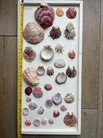 Lijst met oesters, Ophalen of Verzenden, Schelp(en)