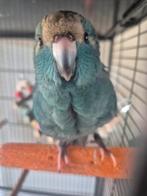 Vriendin GEZOCHT ( jonge Kakariki pop om tam te maken), Dieren en Toebehoren, Vogels | Parkieten en Papegaaien