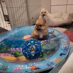 Dwergkees puppy s (,pomeriaan ), Dieren en Toebehoren, Keeshond, CDV (hondenziekte), 8 tot 15 weken, Meerdere