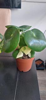 Peperomia raindrop variegata, Ophalen of Verzenden