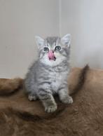 Prachtige Brits korthaar kittens met Stamboom 2 nestjes, Meerdere dieren, Met stamboom, 0 tot 2 jaar
