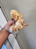 Kippenkuikens te koop 4 stuks gratis, Ophalen of Verzenden