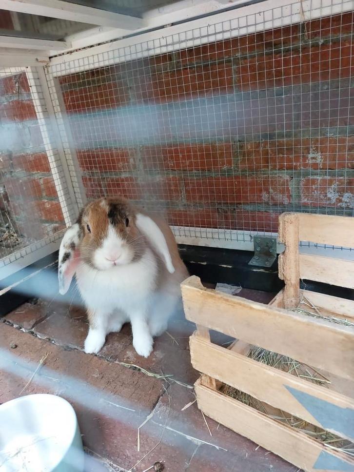 Dwergkonijn, Dieren en Toebehoren, Konijnen, Vrouwelijk