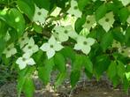 Cornus Kousa Chinensis – Chinese kornoelje grootbloemig, Ophalen of Verzenden, Overige soorten, Struik, 100 tot 250 cm