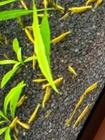 Yellow fire gele garnalen (nc), Dieren en Toebehoren, Vissen | Aquariumvissen, Kreeft, Krab of Garnaal