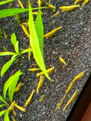 Yellow fire gele garnalen  beschikbaar voor biedingen
