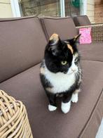 Lieve aanhankelijke poes van circa 7 maanden, Dieren en Toebehoren, Katten en Kittens | Overige Katten, Poes, Kortharig, 0 tot 2 jaar