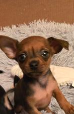 Russische Toy Terriërs te koop!, Dieren en Toebehoren, Honden | Chihuahua's en Gezelschapshonden, Overige rassen, CDV (hondenziekte)