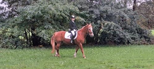 Lieve, 20 jarige, Freiberger, Dieren en Toebehoren, Pony's, Ruin, Recreatiepony