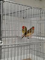 Binsenastrilden roodkop, Meerdere dieren, Tropenvogel, Geringd