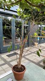Ficus, Ophalen of Verzenden, Overige soorten, Volle zon