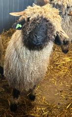 Walliser Schwarznase ram stamboek, Dieren en Toebehoren, Schapen, Geiten en Varkens, Mannelijk, Schaap