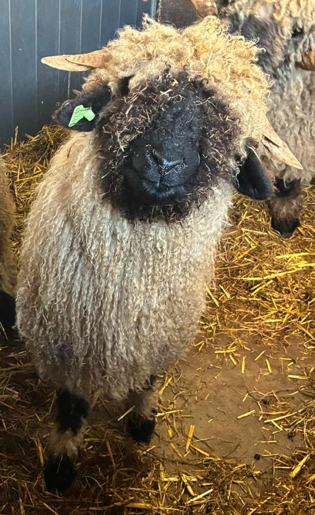 Walliser Schwarznase ram stamboek, Dieren en Toebehoren, Schapen, Geiten en Varkens, Schaap, Mannelijk