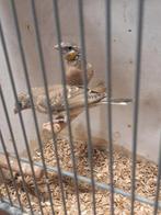 1-1 Geelband bandvinken, Dieren en Toebehoren, Meerdere dieren, Geringd