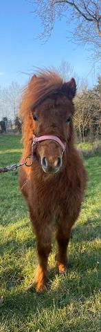 Merrie veulen, Merrie