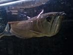 Zilveren arowana circa 50cm, Vis, Zoetwatervis