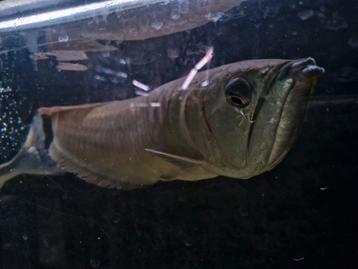 Zilveren arowana circa 50cm beschikbaar voor biedingen