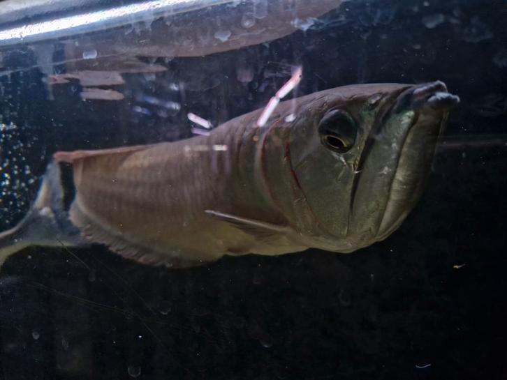 Zilveren arowana circa 50cm, Dieren en Toebehoren, Vissen | Aquariumvissen, Zoetwatervis, Vis