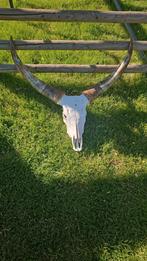 Watusi schedel, Ophalen of Verzenden, Overige soorten, Gewei of Kop