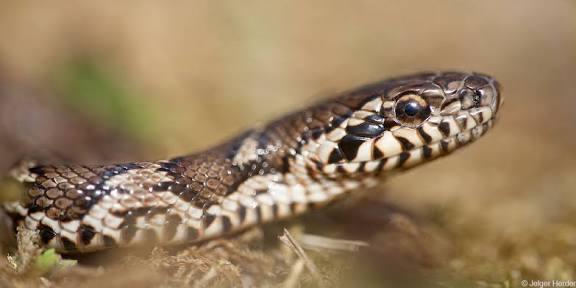 Elaphe schrenckii 0.1 gezocht