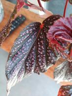 Begonia benigo pink dot, Ophalen, Overige soorten, Minder dan 100 cm