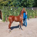 Te koop een mooi tuigtypisch merrie veulen, Dieren en Toebehoren, Paarden, Merrie, Tuigpaard, Gechipt