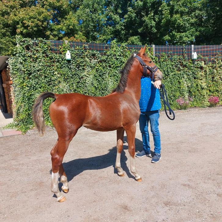 Te koop een mooi tuigtypisch merrie veulen, Dieren en Toebehoren, Paarden, Merrie, Tuigpaard, Met stamboom, Gechipt, Ontwormd