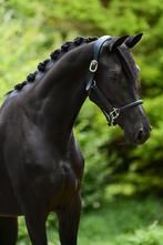 Knappe 2,5 jarige merrie, Dieren en Toebehoren, Paarden, Merrie, Zadelmak, Dressuurpaard, 3 tot 6 jaar