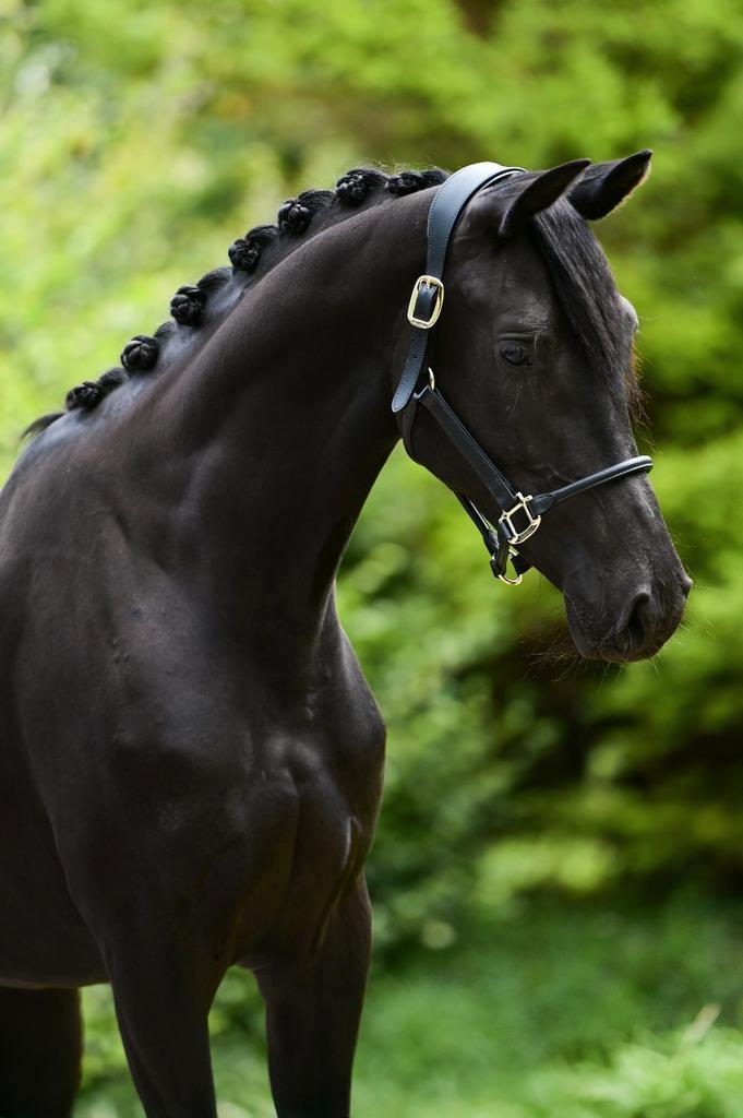 Knappe 2,5 jarige merrie, Dieren en Toebehoren, Paarden, Merrie, Zadelmak, 3 tot 6 jaar, Dressuurpaard