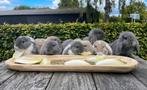Raszuivere franse hangoren, Dieren en Toebehoren, Konijnen, Meerdere dieren, Groot, Hangoor, 0 tot 2 jaar