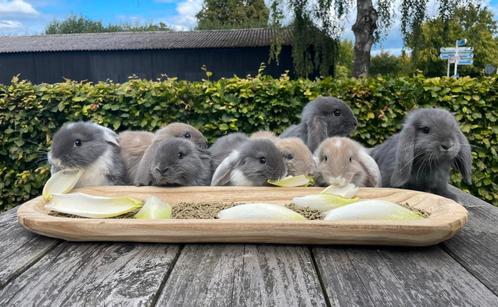 Raszuivere franse hangoren, Dieren en Toebehoren, Konijnen, Groot, Meerdere dieren, 0 tot 2 jaar, Hangoor