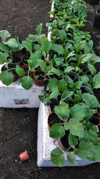 Surinaamse Boulanger (aubergine) , pepers, Antroewa planten, Tuin en Terras, Zomer, Ophalen, Groenteplanten, Eenjarig