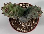 Tephrocactus Articulatus, Huis en Inrichting, Kamerplanten, Cactus, Minder dan 100 cm, Ophalen of Verzenden