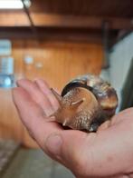 Agaatslak, Dieren en Toebehoren, Amfibie, Tam, 0 tot 2 jaar
